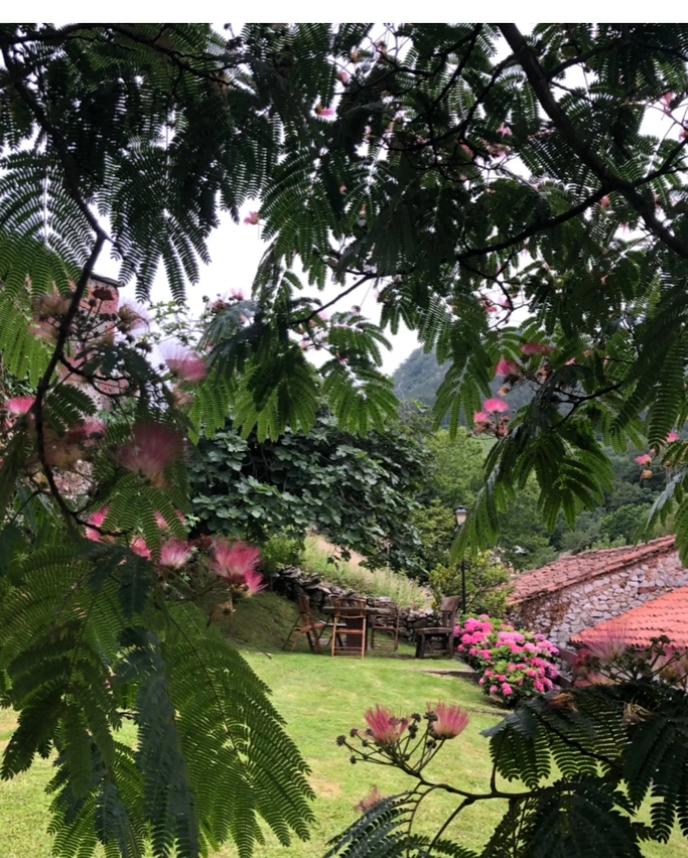 Jardín con mimosas en flor