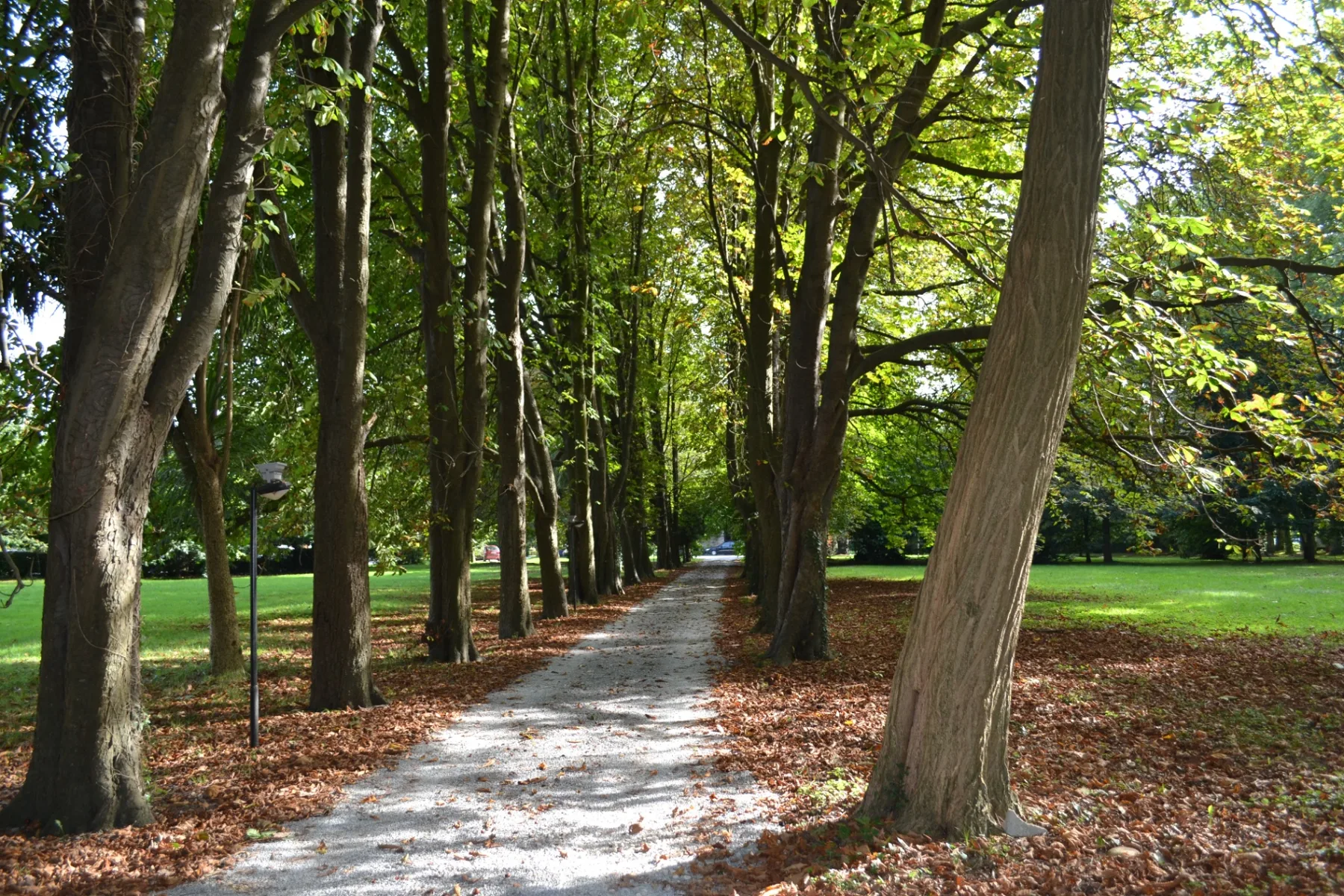 Paseo de castaños centenarios